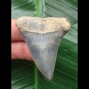 5.0 cm blue Mako shark tooth