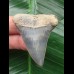 5,0 cm blauer Zahn des Mako Hai