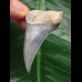 5,0 cm blauer Zahn des Mako Hai