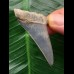 5,0 cm blauer Zahn des Mako Hai