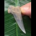 5,0 cm blauer Zahn des Mako Hai