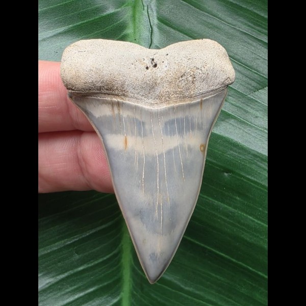 5.4 cm very beautiful mako shark tooth