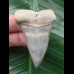 5.4 cm very beautiful mako shark tooth