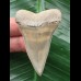 5.4 cm very beautiful mako shark tooth