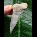 5.4 cm very beautiful mako shark tooth