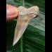 5.4 cm very beautiful mako shark tooth