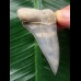 5.4 cm very beautiful mako shark tooth
