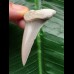 5.1 cm beautifully preserved mako shark tooth