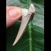 5.1 cm beautifully preserved mako shark tooth