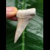 5,1 cm Zahn des Mako Hai mit breiter Wurzel