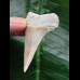 5,1 cm Zahn des Mako Hai mit breiter Wurzel