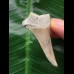 5,1 cm Zahn des Mako Hai mit breiter Wurzel