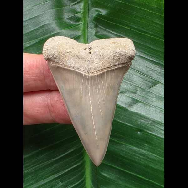 5.6 cm perfectly preserved mako shark tooth