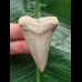 5.6 cm perfectly preserved mako shark tooth