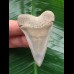 5.6 cm perfectly preserved mako shark tooth
