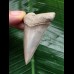 5.6 cm perfectly preserved mako shark tooth