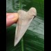 5.6 cm perfectly preserved mako shark tooth