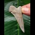 5.6 cm perfectly preserved mako shark tooth