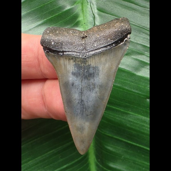 4.7 cm dark Mako shark tooth