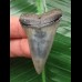 4.7 cm dark Mako shark tooth
