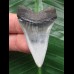 4.7 cm dark Mako shark tooth