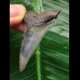 4.7 cm dark Mako shark tooth