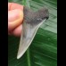 4.7 cm dark Mako shark tooth