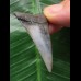 4.7 cm dark Mako shark tooth