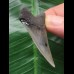 4.7 cm dark Mako shark tooth
