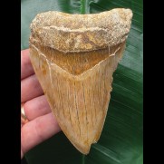 10,4 cm Zahn des Megalodon mit schöner Färbung aus Indonesien