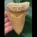 10,4 cm Zahn des Megalodon mit schöner Färbung aus Indonesien