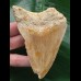 10,4 cm Zahn des Megalodon mit schöner Färbung aus Indonesien