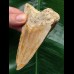 10,4 cm Zahn des Megalodon mit schöner Färbung aus Indonesien