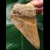 10,4 cm Zahn des Megalodon mit schöner Färbung aus Indonesien