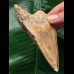 10,4 cm Zahn des Megalodon mit schöner Färbung aus Indonesien