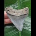 6,3 cm blau-grauer Zahn des Carcharocles chubutensis 6,3 cm blau-grauer Zahn des Carcharocles chubutensis