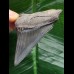 6,3 cm blau-grauer Zahn des Carcharocles chubutensis 6,3 cm blau-grauer Zahn des Carcharocles chubutensis