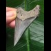 6,3 cm blau-grauer Zahn des Carcharocles chubutensis 6,3 cm blau-grauer Zahn des Carcharocles chubutensis