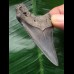 6,3 cm blau-grauer Zahn des Carcharocles chubutensis 6,3 cm blau-grauer Zahn des Carcharocles chubutensis