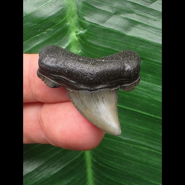 3.6 cm solid tooth from Carcharocles angustidens