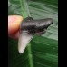 3.6 cm solid tooth from Carcharocles angustidens