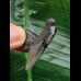 3.6 cm solid tooth from Carcharocles angustidens