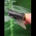 3.6 cm solid tooth from Carcharocles angustidens