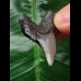 3.6 cm solid tooth from Carcharocles angustidens