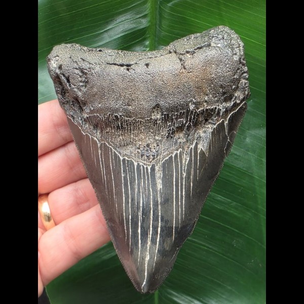 11.9 cm sharp solid tooth of the Megalodon