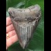 11.9 cm sharp solid tooth of the Megalodon