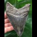 11.9 cm sharp solid tooth of the Megalodon