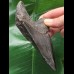 11.9 cm sharp solid tooth of the Megalodon