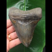 12.0 cm beautifully colored Megalodon tooth