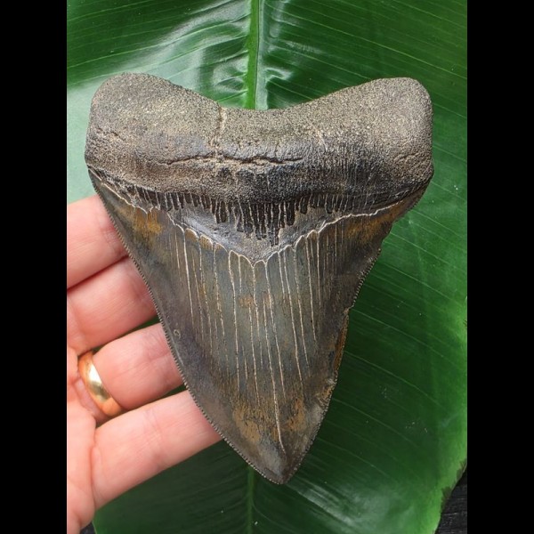 12.0 cm beautifully colored Megalodon tooth